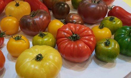 El proyecto “Sapiens del tomate” se renueva con la participación de Fitó