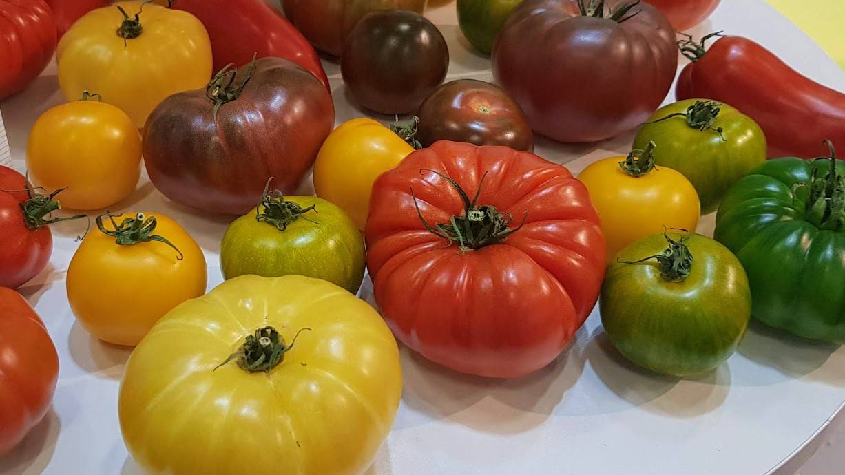 El proyecto “Sapiens del tomate” se renueva con la participación de Fitó