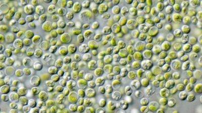 irta-alimentación-sostenible-con-microalgas