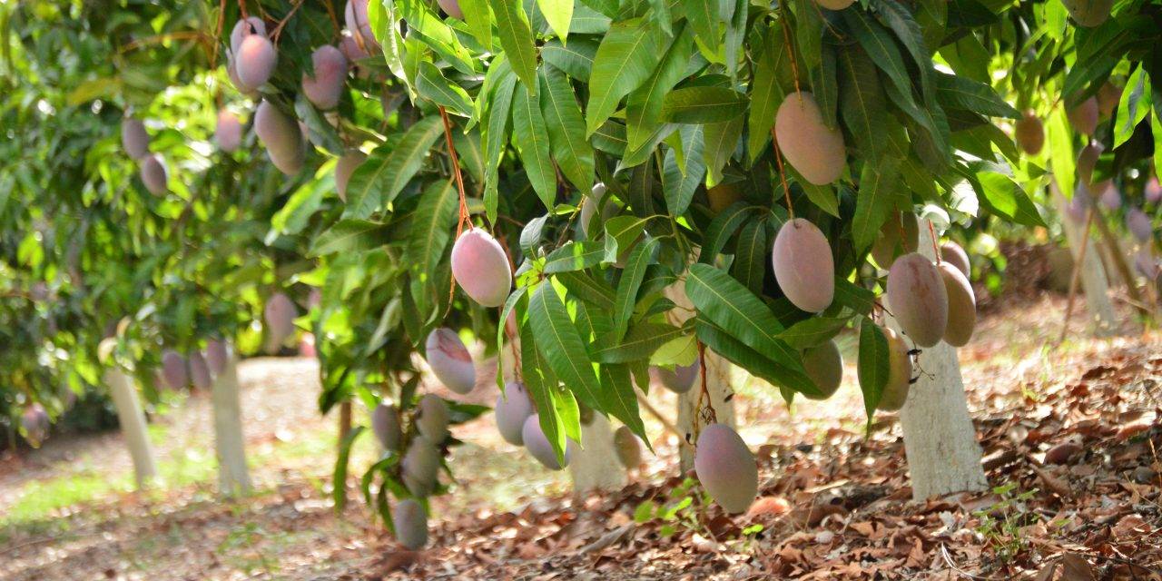 Un club de fruterías acompaña al «mango más mango»