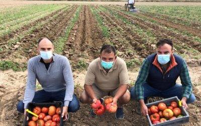 Alcampo comercializa tres variedades de tomate tradicional de Madrid recuperadas por el iMiDRA