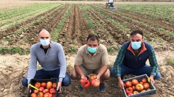 alcampo-variedades-tomates-recuperados