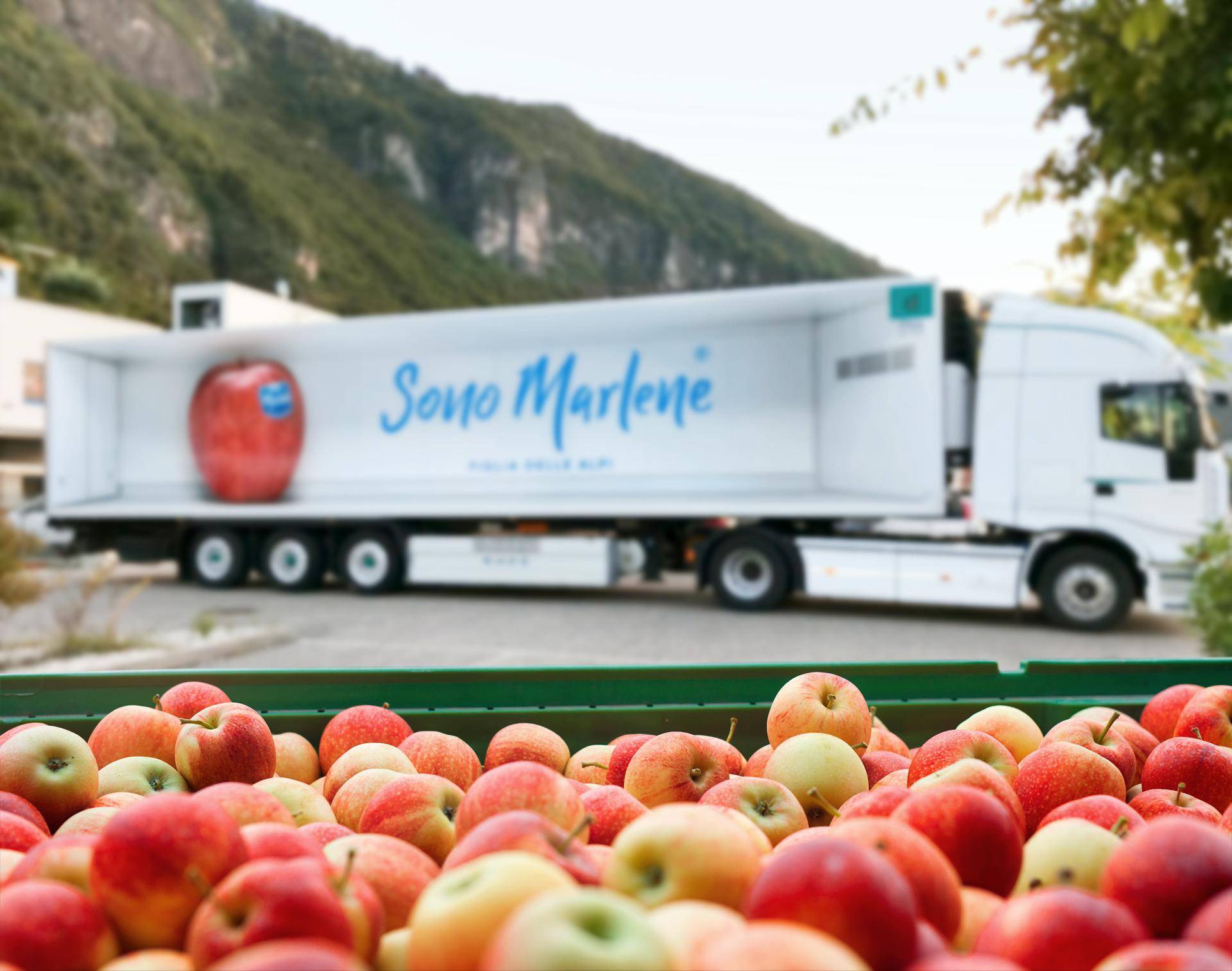 La manzana Marlene® cada vez más internacional. Debut en Catar, Tailandia y Emiratos Árabes