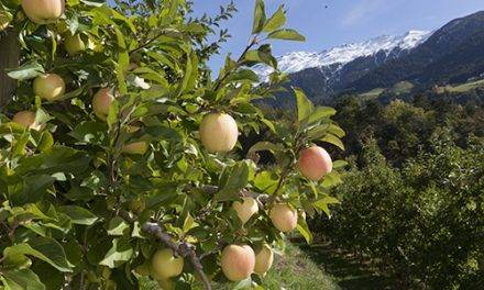 Manzanas Val Venosta inicia la campaña bajo el estandarte de un servicio de primera categoría