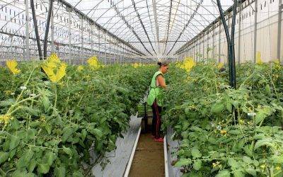 CuteSolar: cultivando el sabor de Europa en invernaderos solares