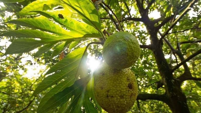 Breadfruit, the next superfood?