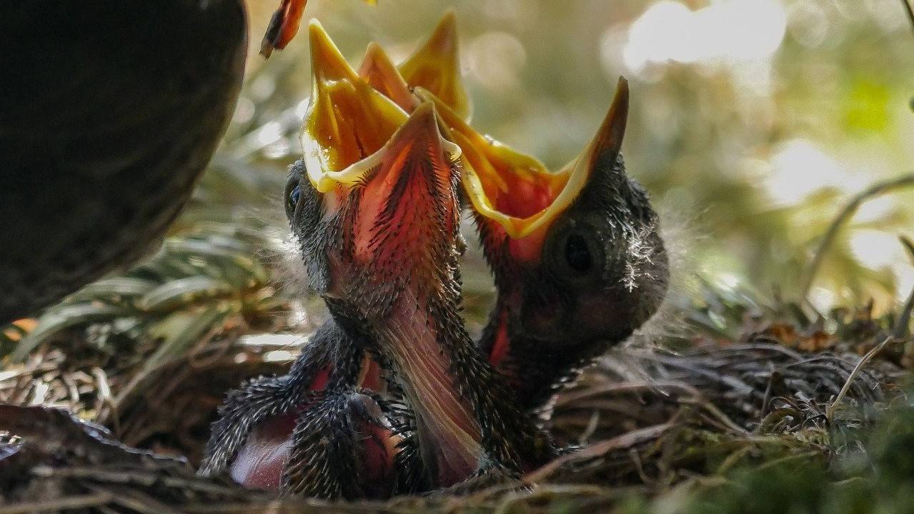 La alimentación en el centro del debate global