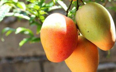 ¿Hacia dónde camina el consumo de mangos en Estados Unidos?
