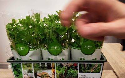En gastronomía las baby leaf y hierbas aromáticas crecen en el interés para los nuevos cocineros
