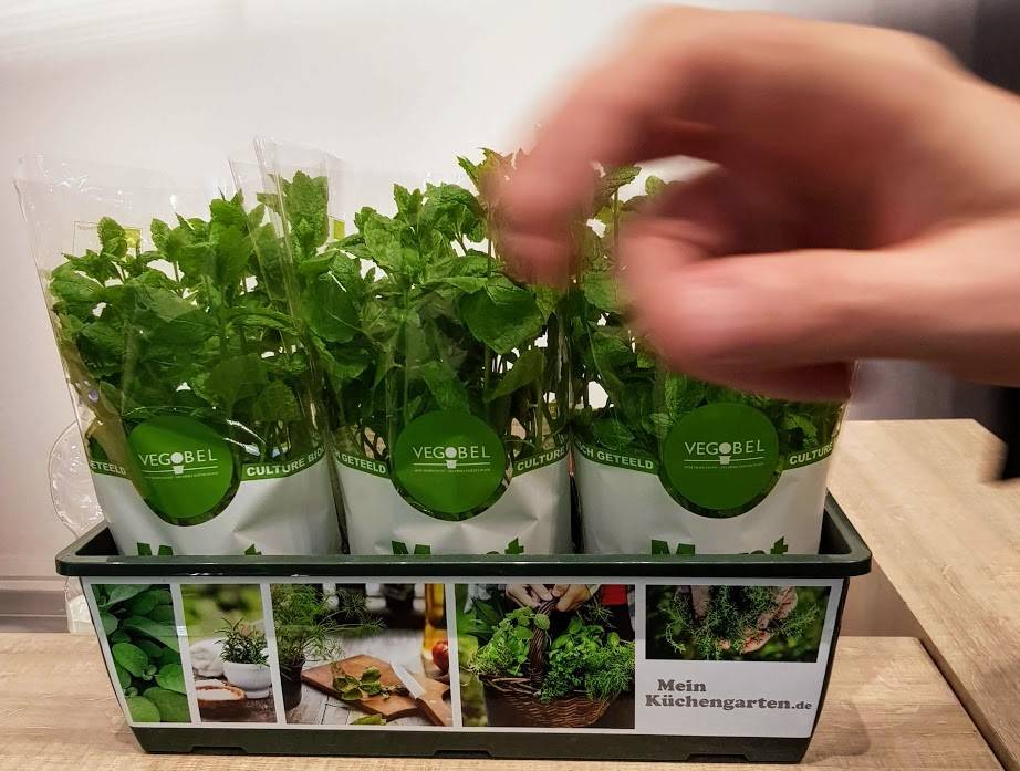 En gastronomía las baby leaf y hierbas aromáticas crecen en el interés para los nuevos cocineros