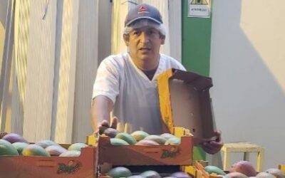 El mango de Perú apuesta por ordenar más su oferta y crear una marca de calidad
