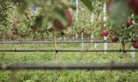 VOG, good sales season and organic apples all year round