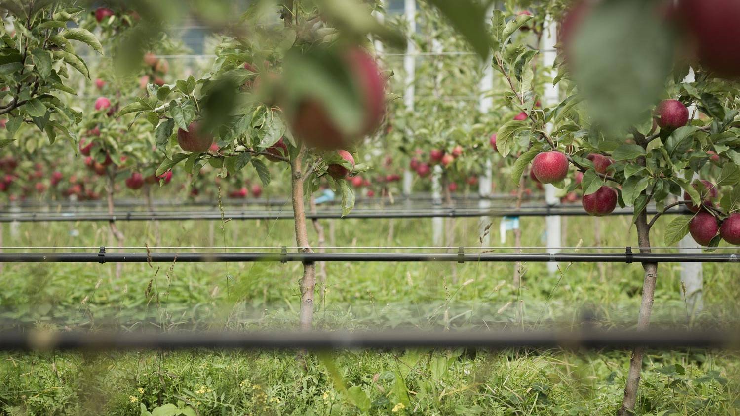 VOG tiene manzanas bio todo el año