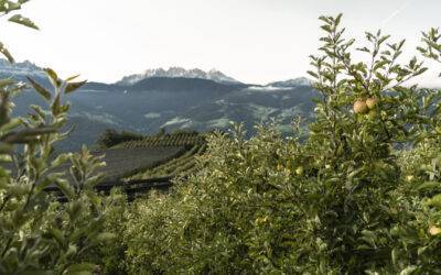VOG socio de Sustainapple, la estrategia sobre sostenibilidad del consorcio de la manzana del Alto Adige