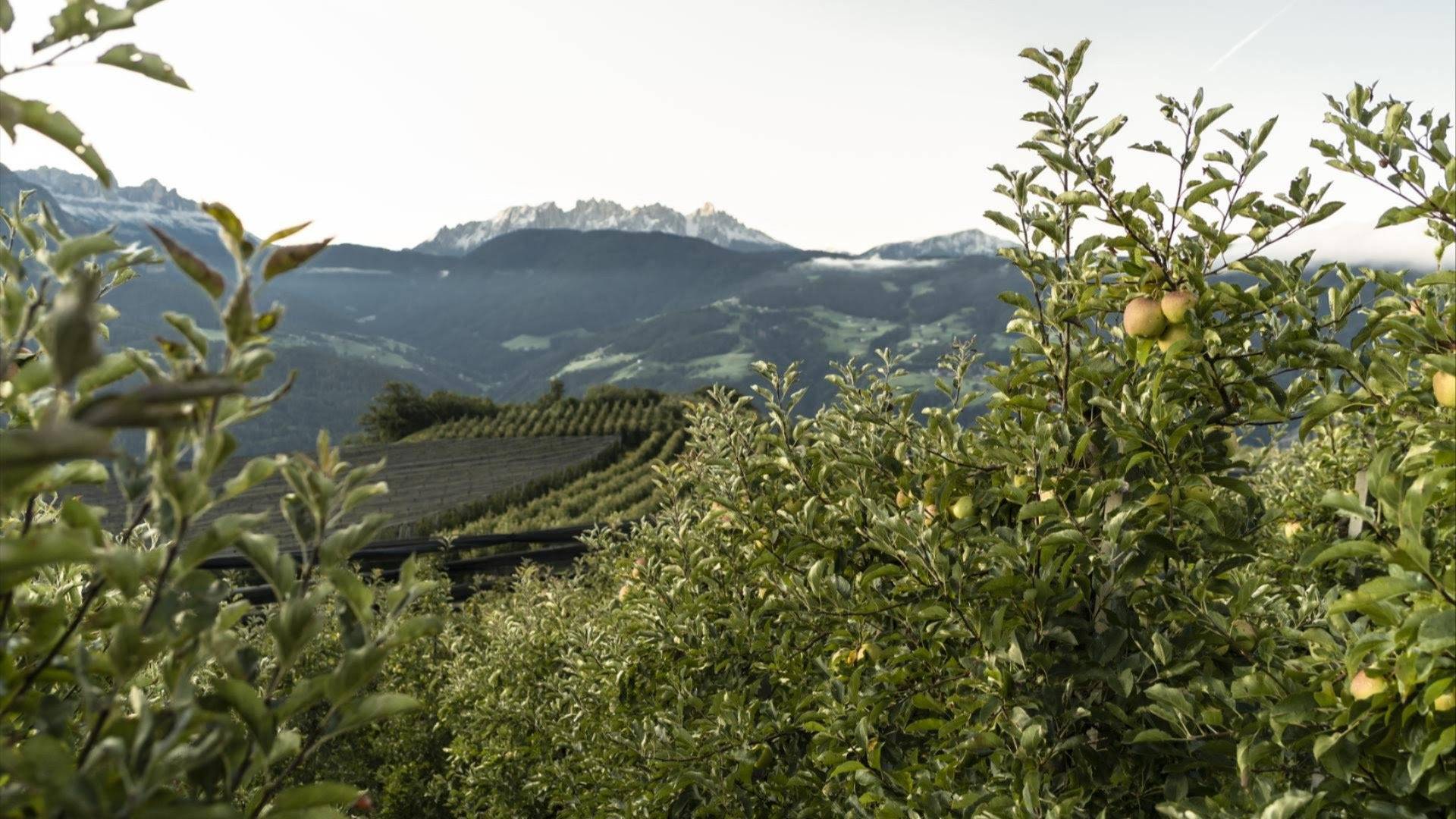 VOG partners with sustainapple, the South Tyrolean Apple Consortium’s sustainability strategy