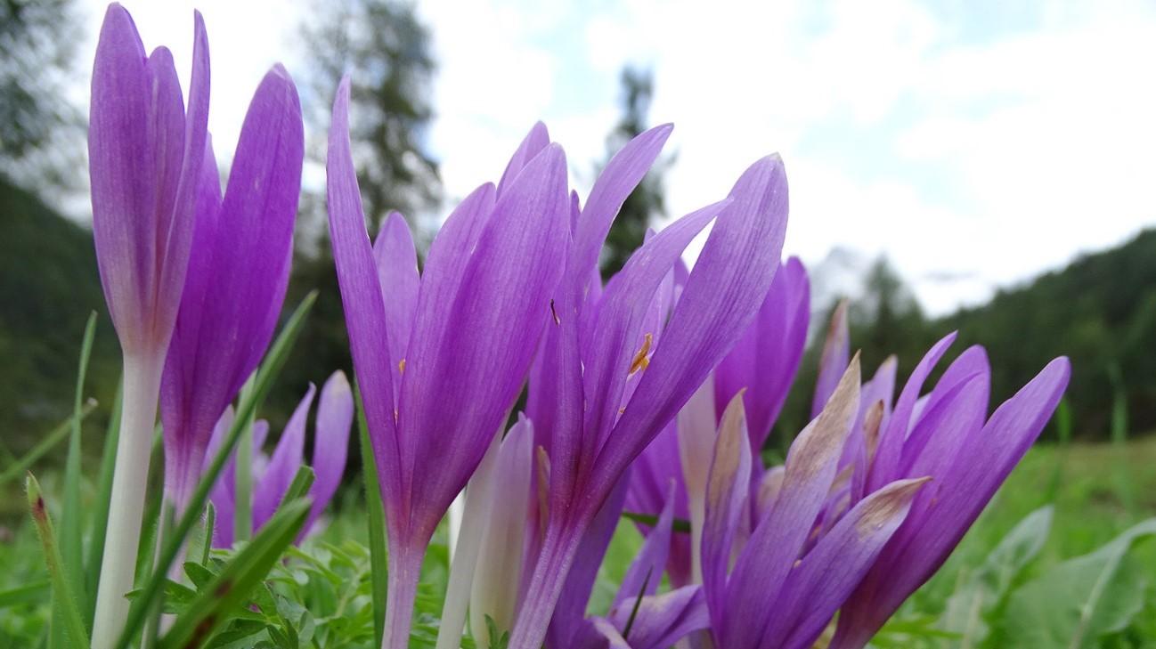 La colchicina extraída del “azafrán silvestre”: de un papiro egipcio a la gran esperanza contra Covid-19