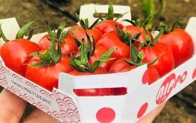 Nuevos éxitos de los tomates de semillas Fitó y el concepto Flavourite