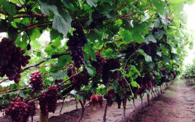 Las uvas vallecaucanas que empiezan a enamorar a Europa