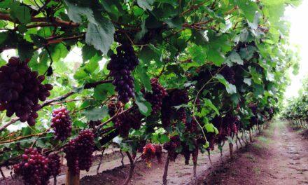 Las uvas vallecaucanas que empiezan a enamorar a Europa