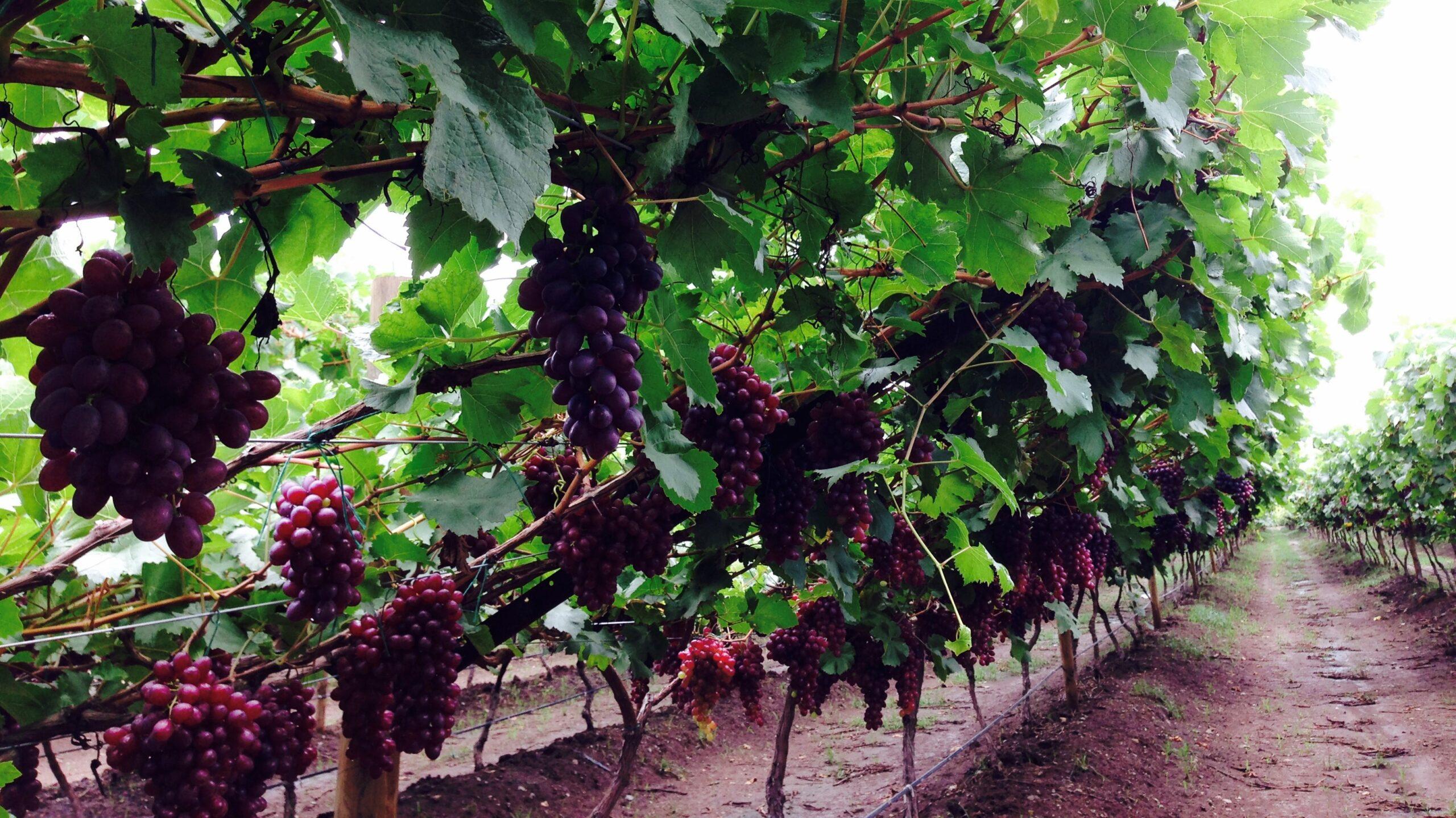 Las uvas vallecaucanas que empiezan a enamorar a Europa