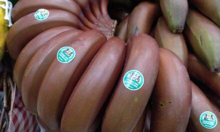 Alcampo incorpora plátano rojo de Canarias a sus centros