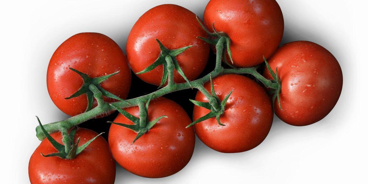 Un millón de toneladas de un solo tipo de tomates