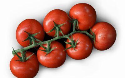 Un millón de toneladas de un solo tipo de tomates