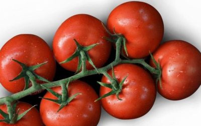 Un millón de toneladas de un solo tipo de tomates