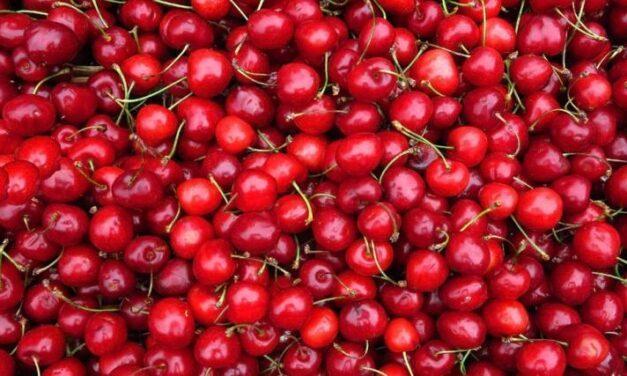 The VOG CONSORTIUM diversifies its range with cherries