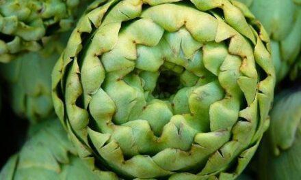 La alcachofa, un delicatessen, nutritiva y funcional