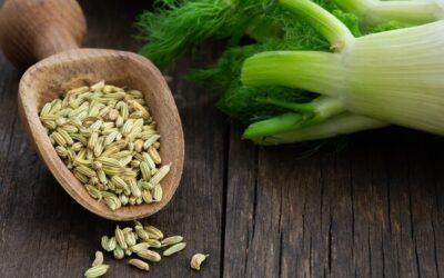 El hinojo, una hierba muy aromática comestible, nutritiva y beneficiosa a la salud