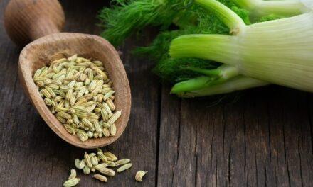 El hinojo, una hierba muy aromática comestible, nutritiva y beneficiosa a la salud