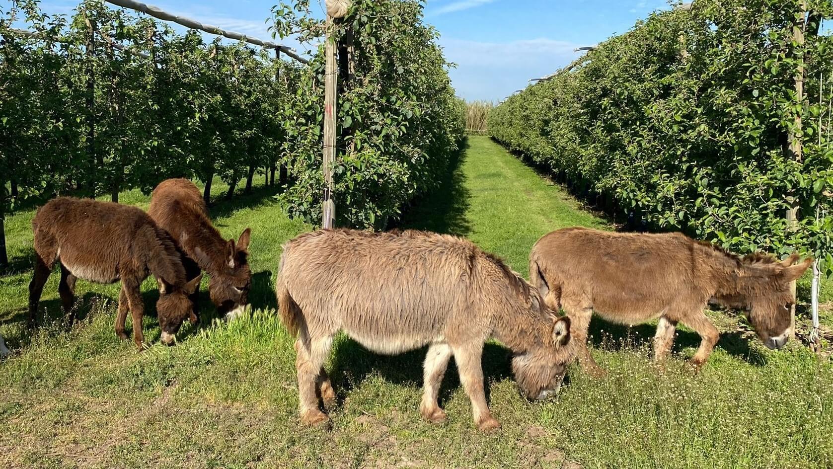 La recuperación del burro para cultivar frutas