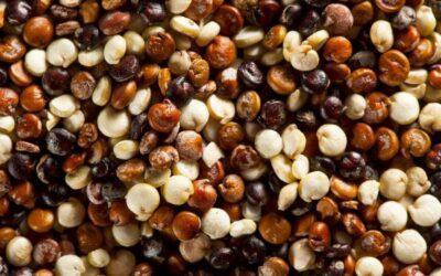 La quinoa, una de las pocas fuentes vegetales de proteína completa