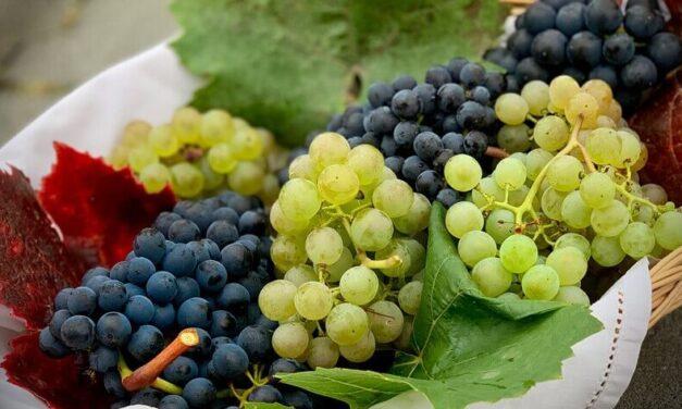 Uvas australes: las viejas variedades quedaron atrás, dominan las nuevas