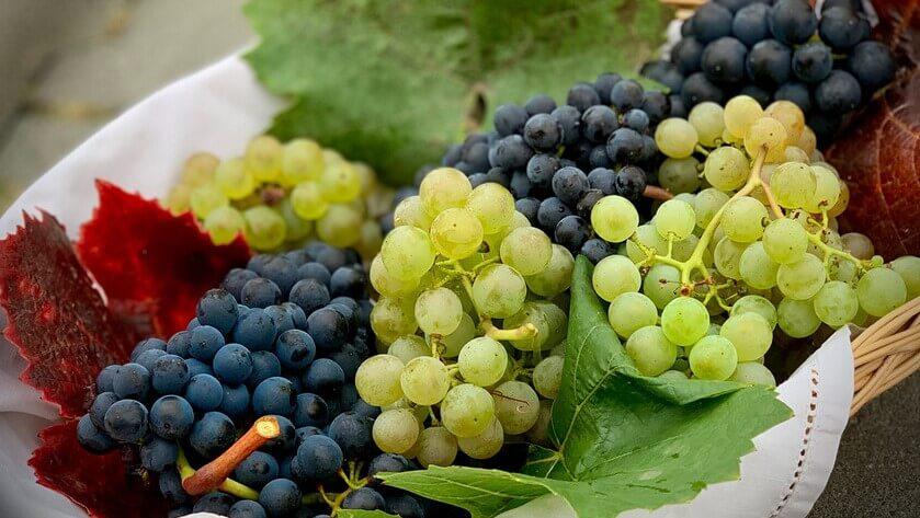 Uvas australes: las viejas variedades quedaron atrás, dominan las nuevas