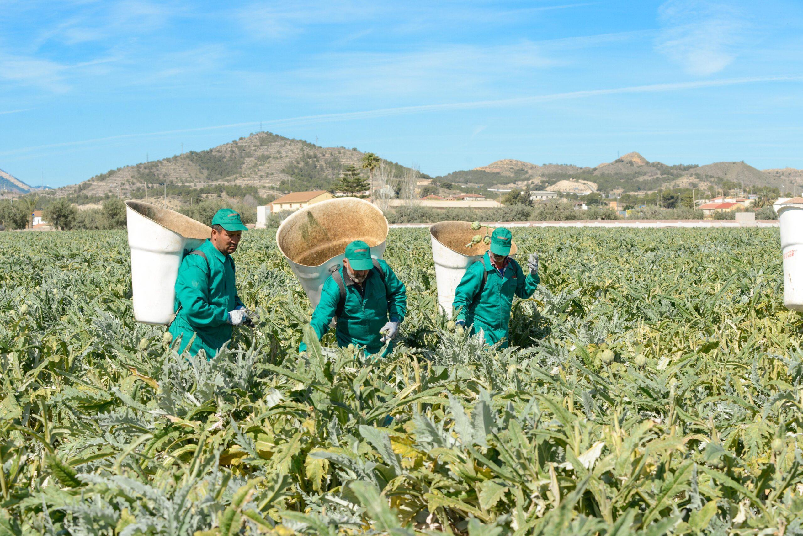 La Alcachofa con optimismo para la campaña 2021-22