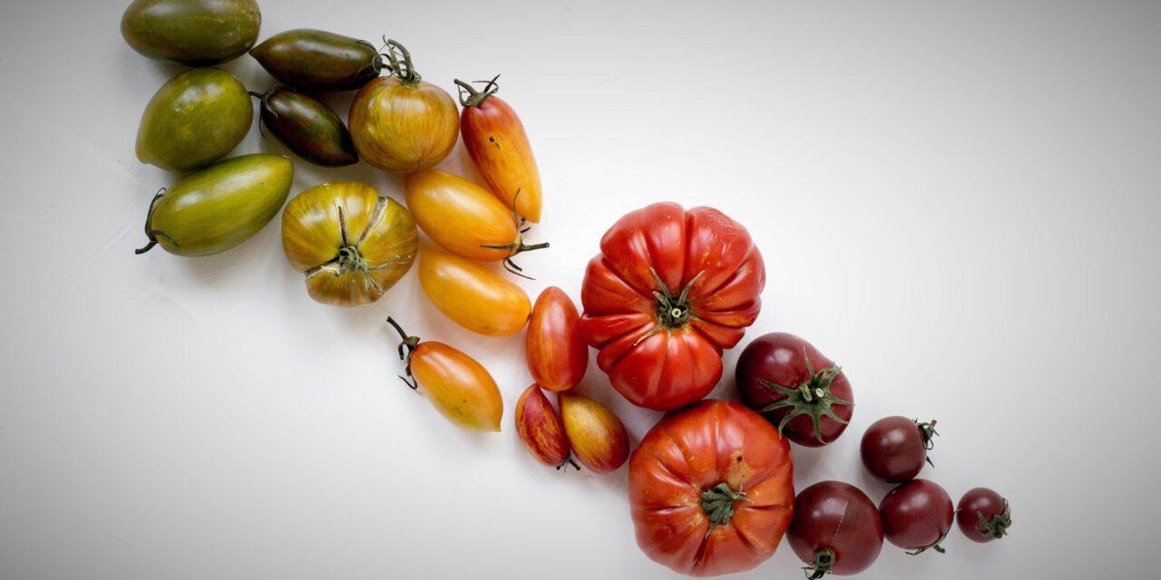 El tomate, una fruta atractiva, sabrosa y saludable