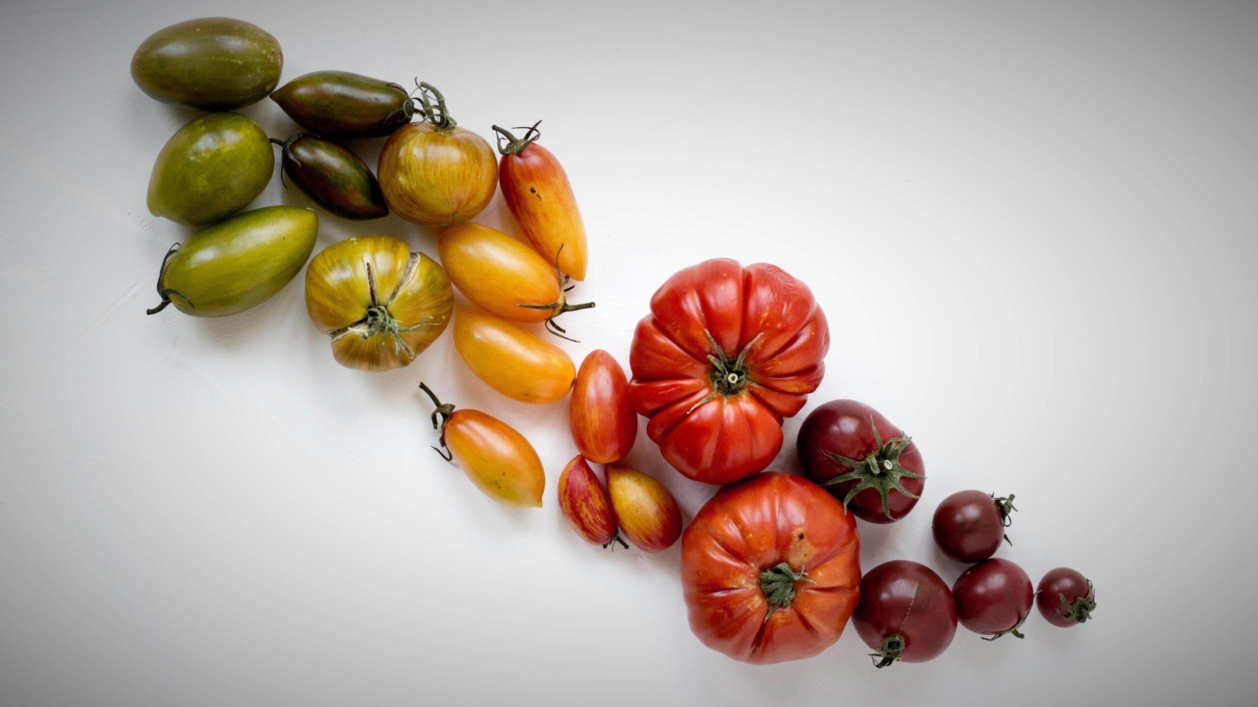 El tomate, una fruta atractiva, sabrosa y saludable