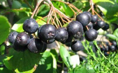 Aronia, la fruta “reina” en antioxidantes