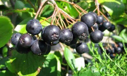 Aronia, la fruta “reina” en antioxidantes
