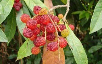 Bayberry, un berry medicinal