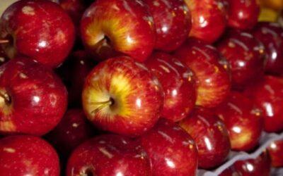En manzanas australes, las palabras mágicas son “Gala” y “Asia”