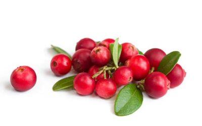 Los cranberries o arándanos rojos, una rica fuente de compuestos bioactivos