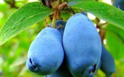 El arándano siberiano, un tesoro de vitamina C y antocianinas