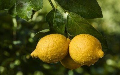 Los limoneros y la lucha contra el calentamiento terrestre