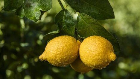 Los limoneros y la lucha contra el calentamiento terrestre