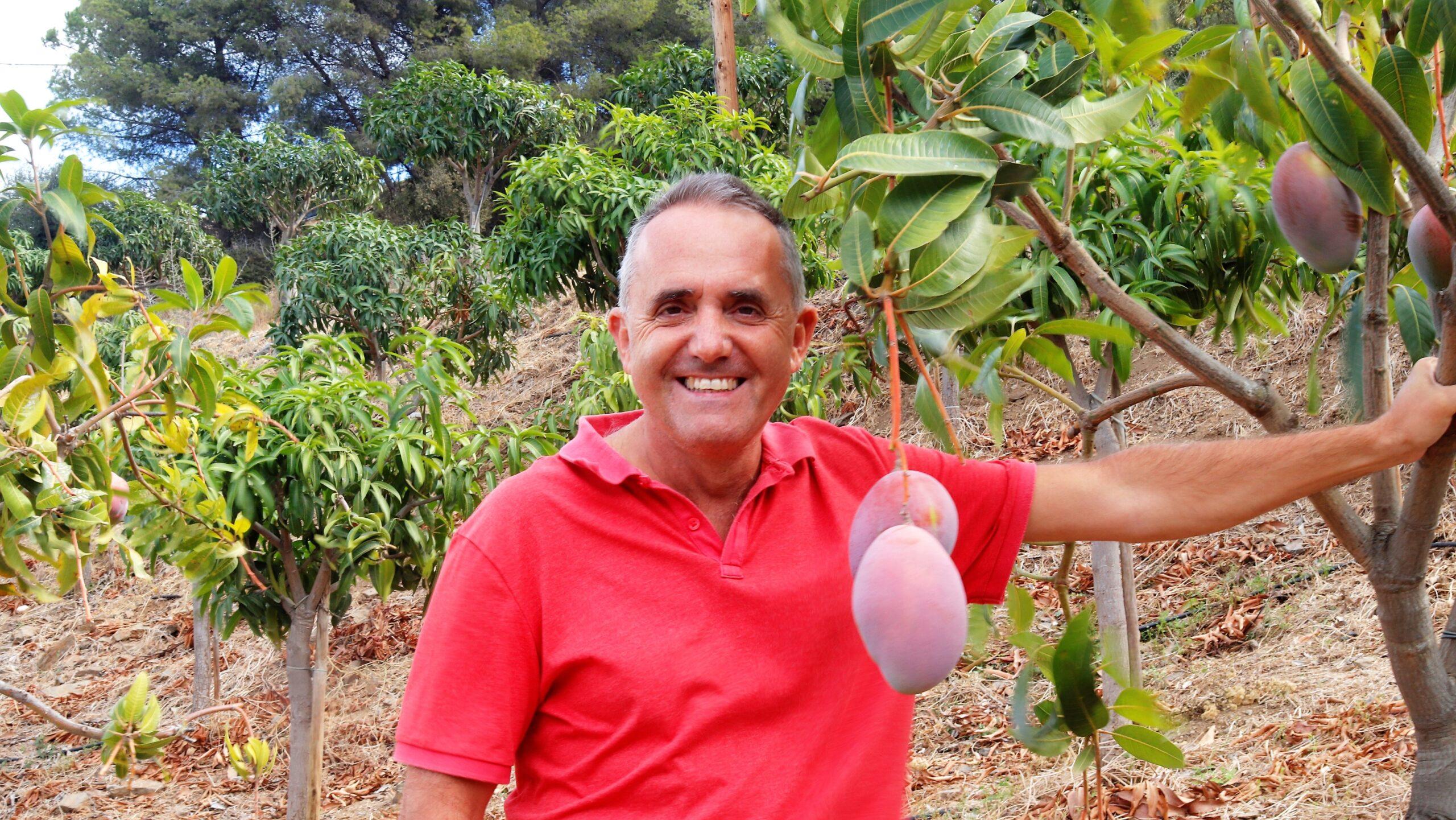 El mango orgánico se instala en nuestro hogares