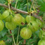 La uva espina puede convertirse en un berry favorito