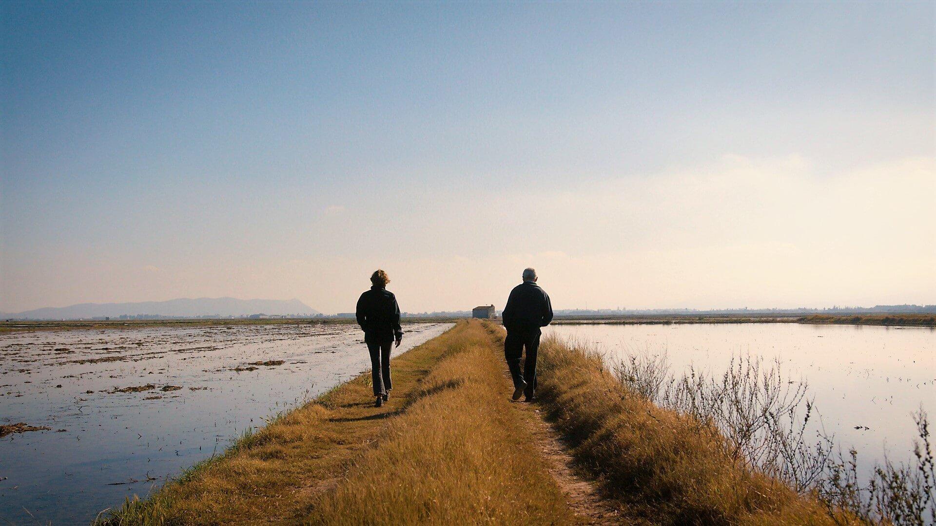 15.000 ha de arroz en el Parque Natural de l’Albufera en València protegidas mediante el uso de feromonas